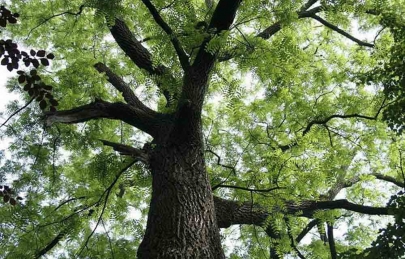 So sánh : cây gỗ óc chó lấy quả và cây lấy gỗ